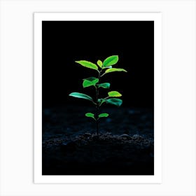 Small Green Plant On Black Background Art Print