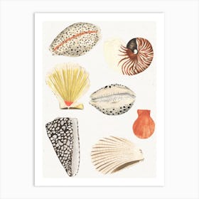 Shells Art Print
