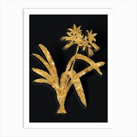 Vintage Pancratium Illyricum Botanical in Gold on Black n.0008 Art Print
