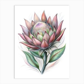 Protea Flower 1 Art Print