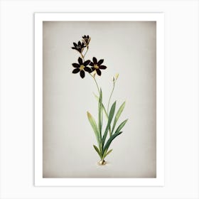 Vintage Ixia Grandiflora Botanical on Parchment n.0890 Art Print