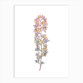 Stained Glass Cuspidate Rose Mosaic Botanical Illustration on White n.0306 Art Print