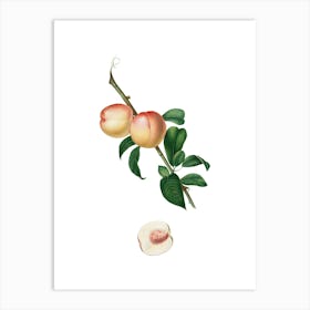 Vintage White Walnut Botanical Illustration on Pure White n.0382 Art Print