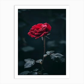 Dark Rose 72 Art Print