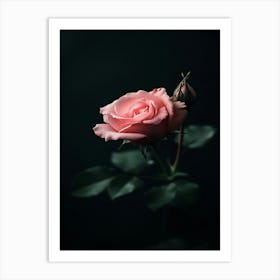 Pink Rose On Black Background 88 Art Print