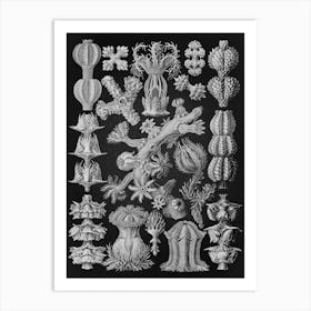 Vintage Haeckel 13 Tafel 39 Rindenkorallen Art Print