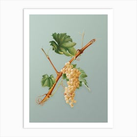 Vintage Vermentino Grapes Botanical Art on Mint Green Art Print