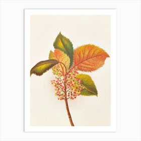 Autumn Leaves And Berries Art Print