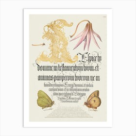 Dog Tooth Violet And Butterflies From Mira Calligraphiae Monumenta, Joris Hoefnagel Art Print