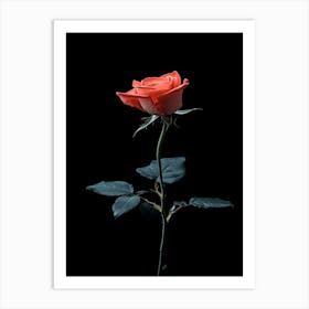 Red Rose Isolated On Black Background Art Print