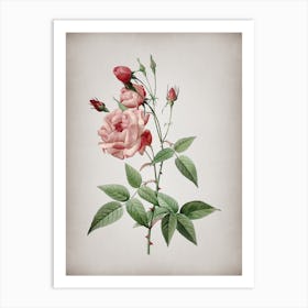 Vintage Common Rose of India Botanical on Parchment Art Print