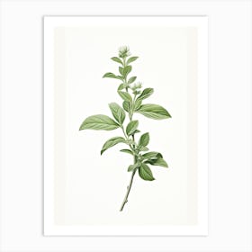 Stevia Vintage Botanical Herbs 1 Art Print