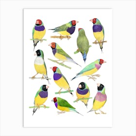 Gouldian Finches Birds Print Art Print