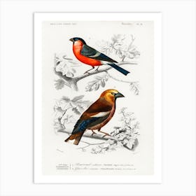 Different Types Of Birds, Charles Dessalines D'Orbigny 14 Art Print