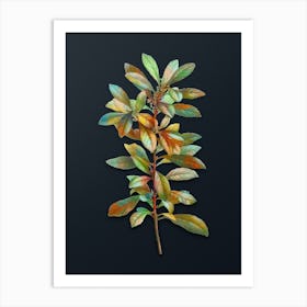 Vintage Firetree Branch Plant Botanical Watercolor Illustration on Dark Teal Blue n.0363 Art Print