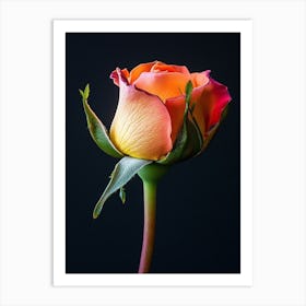 Single Rose Isolated On Black Background 2 Art Print