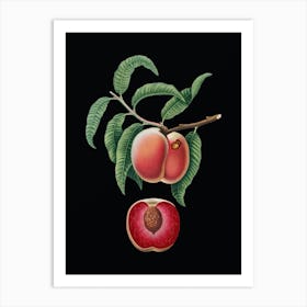 Vintage Carrot Peach Botanical Illustration on Solid Black n.0197 Art Print