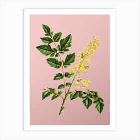 Vintage Golden Rain Tree Botanical on Soft Pink n.0781 Art Print