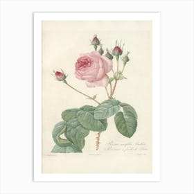 Rose Illustration, Pierre Joseph Redoute(98) Art Print