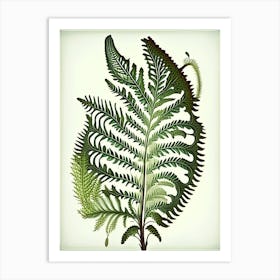 Sensitive Fern 3 Vintage Botanical Poster Art Print