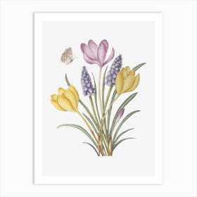 Crocuses and Muscari Art Print