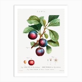 Myrobalan Plum, Pierre Joseph Redoute Art Print