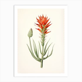 Aloe Vera Vintage Botanical Herbs 0 Art Print