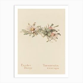 Easter Daisy 2 Art Print