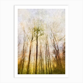 Trees Of The Forest Art Print