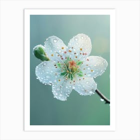 Water Droplets On A Flower 1 Art Print