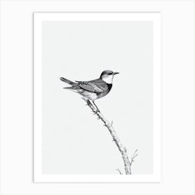 Cuckoo B&W Pencil Drawing 1 Bird Art Print