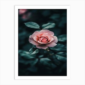 Pink Rose Wallpaper 6 Art Print