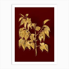 Vintage Common Hackberry Botanical in Gold on Red n.0249 Art Print