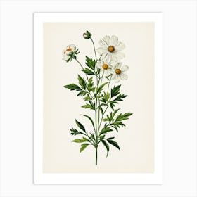 Vintage Botanical Galleria Style Wildflower Painting 34 Art Print