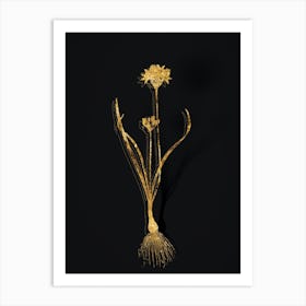 Vintage Three Cornered Leek Botanical in Gold on Black n.0169 Art Print