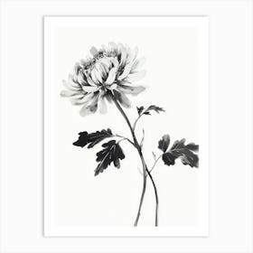 Chrysanthemum Art Print