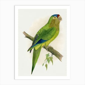 Parrot 26 Art Print