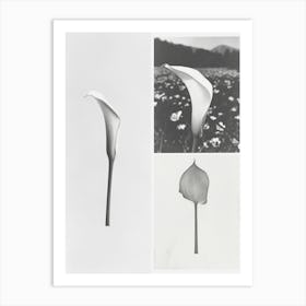 Calla Lilly Flower Photo Collage 1 Art Print