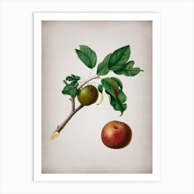 Vintage Apple Botanical on Parchment n.0575 Art Print