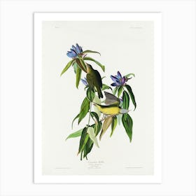 Connecticut Warbler, Birds Of America, John James Audubon Art Print