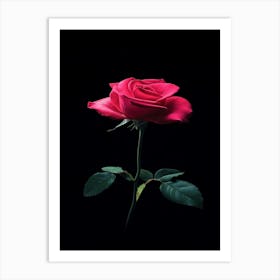 Single Rose On Black Background Art Print