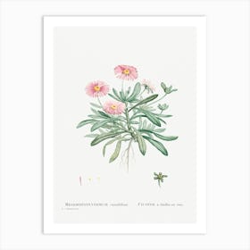 Mesembryanthemum Cuneifolium (Livingstone Daisy), Pierre Joseph Redoute Art Print