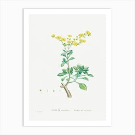 Sedum Aizoides, Pierre Joseph Redoute Art Print