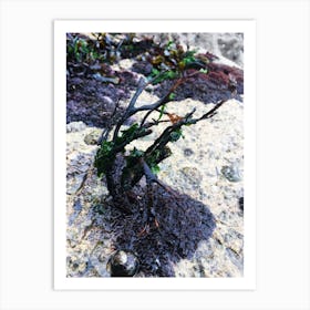 Seaweed Art Print