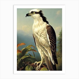 Osprey Haeckel Style Vintage Illustration Bird Art Print
