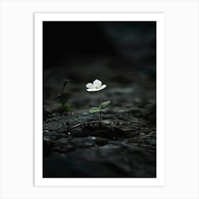 Single Flower In Water 10 Art Print