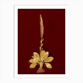 Vintage Blazing Star Botanical in Gold on Red Art Print