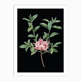 Vintage Azalea Botanical Illustration on Solid Black n.0520 Art Print