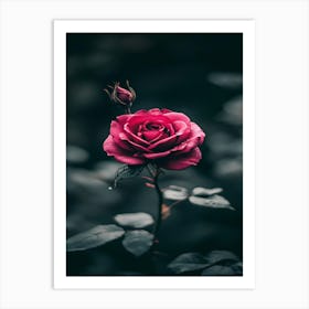 Rose In The Dark 28 Art Print