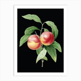 Vintage Peach Botanical Illustration on Solid Black n.0332 Art Print